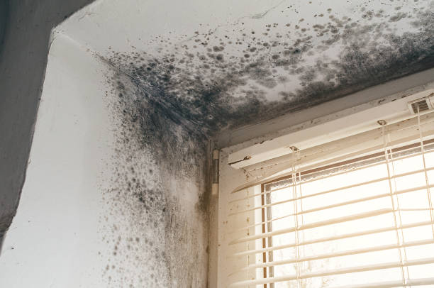 Affordable Mold Cleanup solutions in Warren, MI